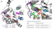Functional characterisation of the human chromatin remodeling enzyme BRG1